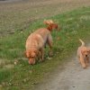 s - wurf  08. woche  25